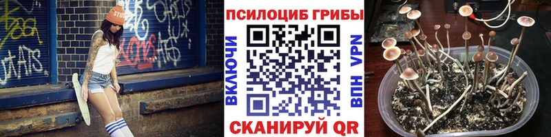 купить   Рошаль  Галлюциногенные грибы Cubensis 